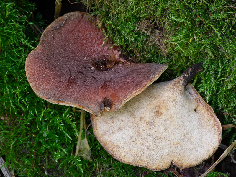 Polyporus tubaeformis